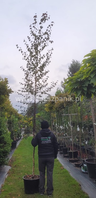 Brzoza brodawkowata ROYAL FROST- Betula Pendula