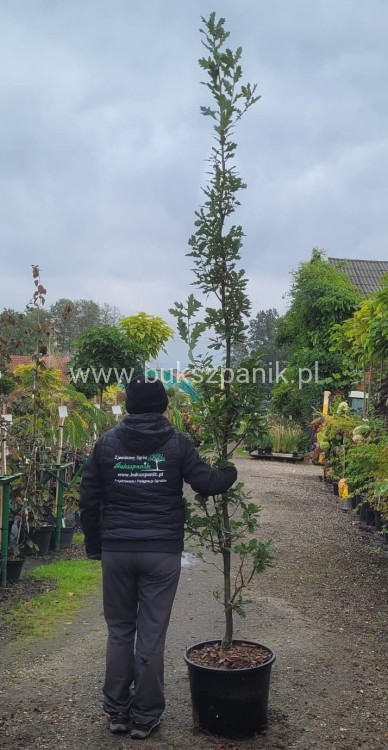 Dąb szypułkowy 'Fastigiate Koster' wys.320cm ob: 6-8cm