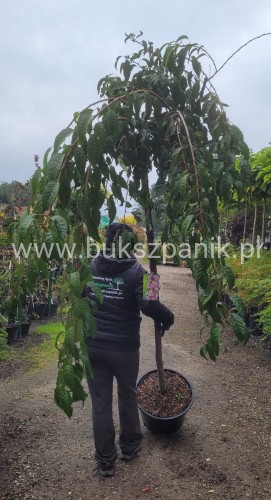 Wiśnia piłkowana KIKU SHIDARE ZAKURA - Prunus serrulata PA 200-220 cm ob. 12-14cm
