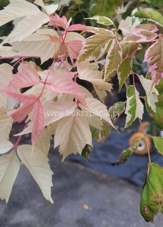 Klon jesionolistny FLAMINGO Acer negundo Ob.9cm