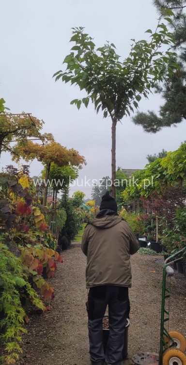 Wiśnia piłkowana KANZAN - Prunus serrulata PA 220cm ob. 12-14 cm