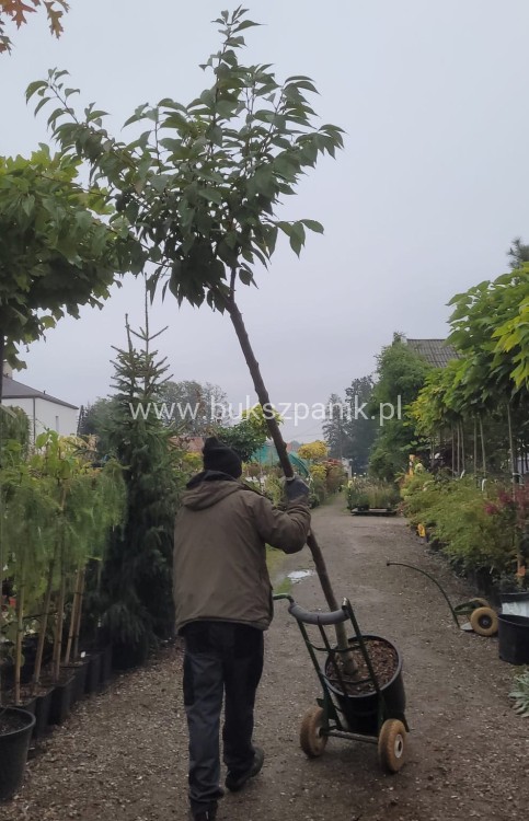Wiśnia piłkowana KANZAN - Prunus serrulata PA 220cm ob. 12-14 cm