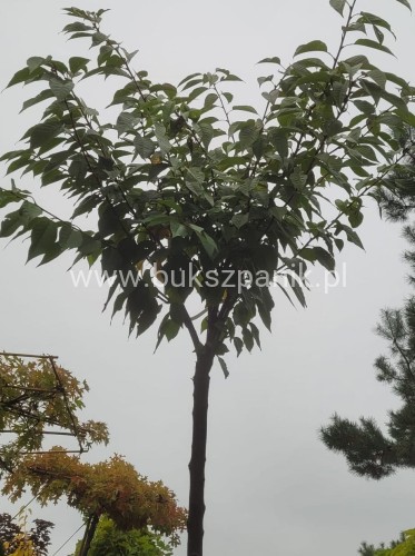 Wiśnia piłkowana KANZAN - Prunus serrulata PA 220cm ob. 12-14 cm