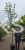 Lipa drobnolistna GREENSPIRE - Tilia cordata
