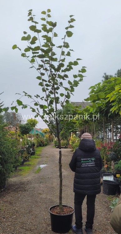 Lipa drobnolistna GREENSPIRE - Tilia cordata