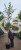 Lipa drobnolistna GREENSPIRE - Tilia cordata
