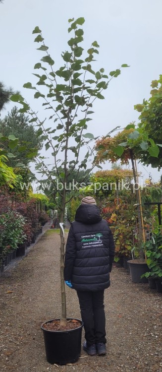 Lipa drobnolistna GREENSPIRE - Tilia cordata