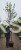 Lipa holenderska PALLIDA - Tilia europea ob 10-12m