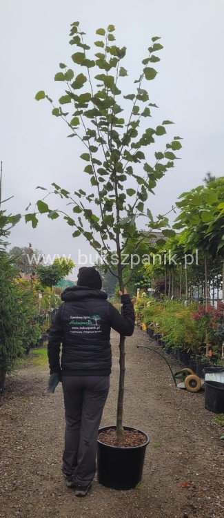 Lipa holenderska PALLIDA - Tilia europea ob 10-12m