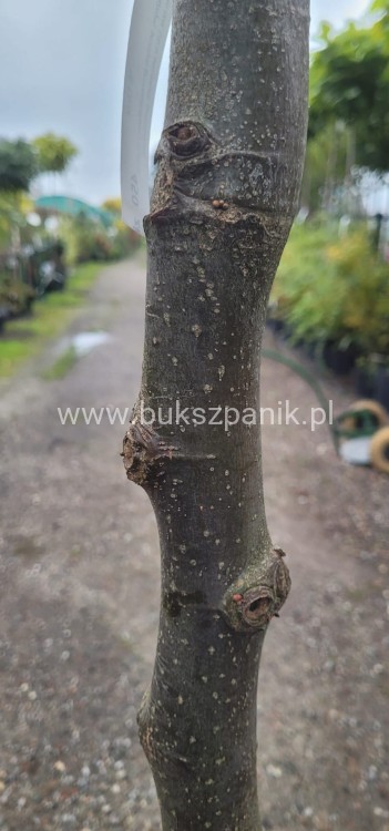 Lipa holenderska PALLIDA - Tilia europea ob 10-12m