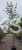 Lipa holenderska PALLIDA - Tilia europea ob 10-12m