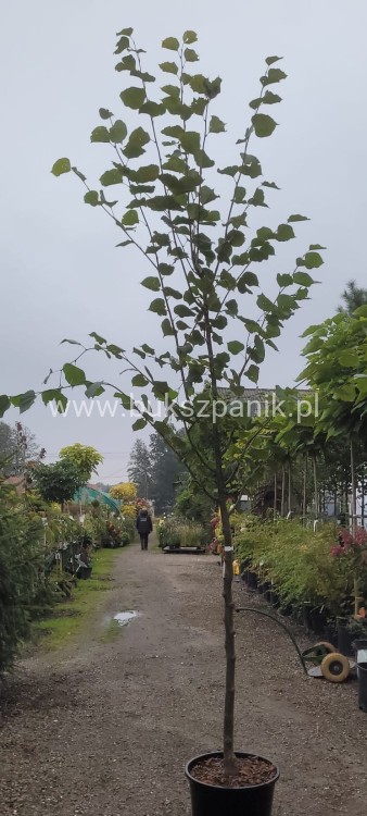 Lipa holenderska PALLIDA - Tilia europea ob 10-12m