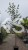 Lipa holenderska PALLIDA - Tilia europea ob 12-14cm