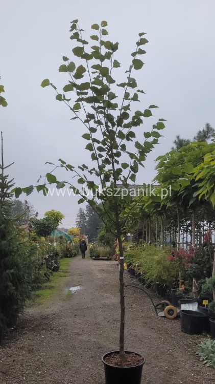 Lipa holenderska PALLIDA - Tilia europea ob 12-14cm