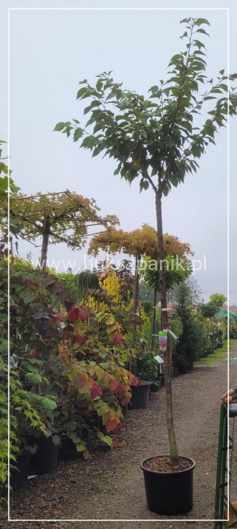 Wiśnia piłkowana KANZAN - Prunus serrulata PA 220cm ob. 12-14 cm