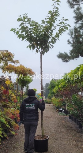Wiśnia piłkowana KANZAN - Prunus serrulata PA 220cm ob. 12-14 cm