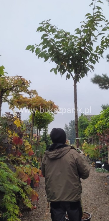 Wiśnia piłkowana KANZAN - Prunus serrulata PA 220cm ob. 12-14 cm