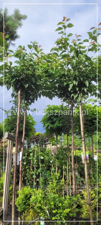 Wiśnia piłkowana KANZAN - Prunus serrulata PA 220cm ob. 12-14 cm
