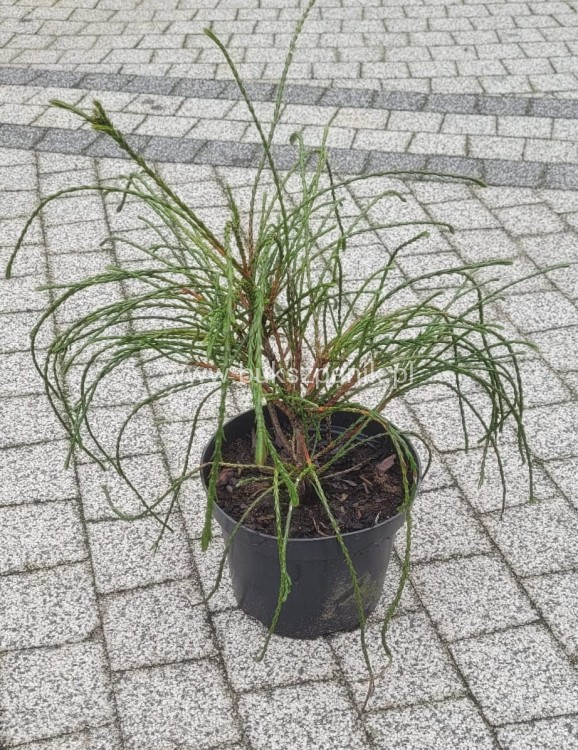 Żywotnik olbrzymi Whipcord- Thuja plicata donica c3 (