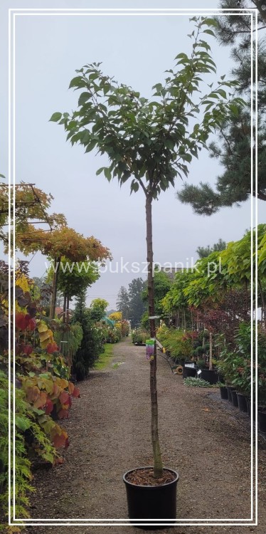 Wiśnia piłkowana KANZAN - Prunus serrulata PA 220cm ob. 14-16cm