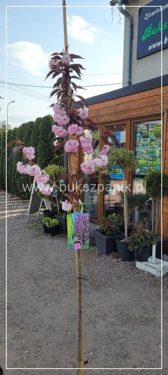 Wiśnia piłkowana Royal Burgundy- Prunus serrulata