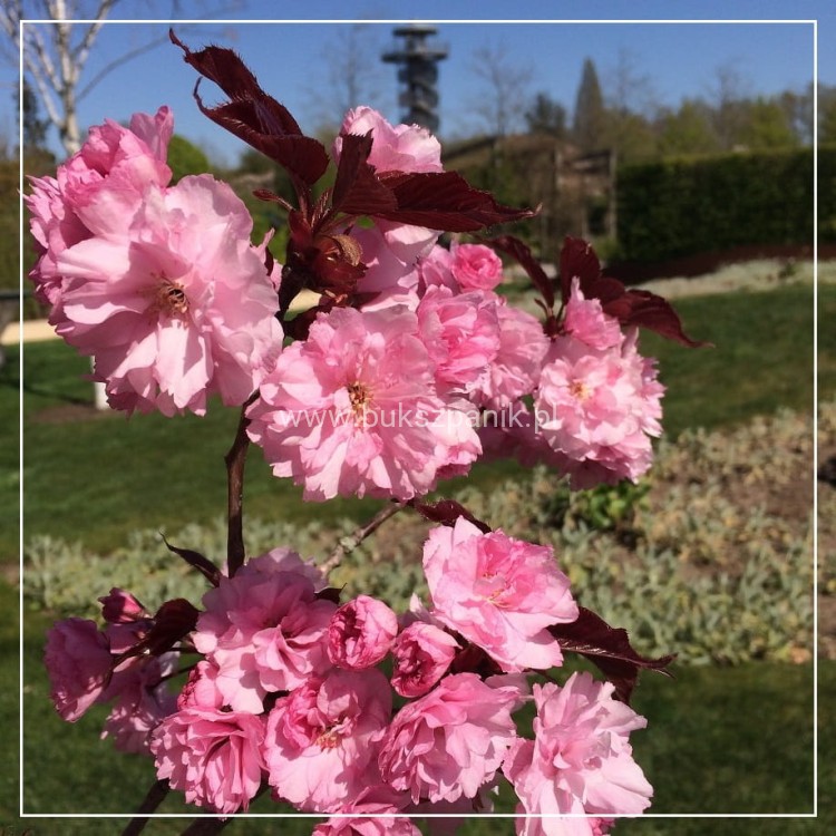 Wiśnia piłkowana Royal Burgundy- Prunus serrulata