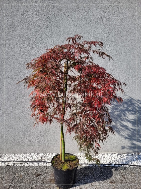 Klon palmowy 'Orangeola'- Acer palmatum PA70 Ob 8-10cm (