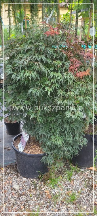 Klon palmowy 'Orangeola'- Acer palmatum PA70 Ob 8-10cm (