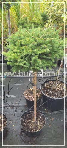 Świerk pospolity WILD STRAWBERRY - Picea abies Pa 75-95cm