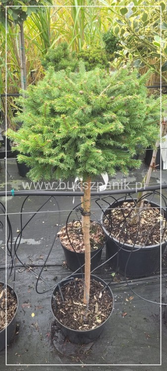 Świerk pospolity WILD STRAWBERRY - Picea abies Pa 75-95cm