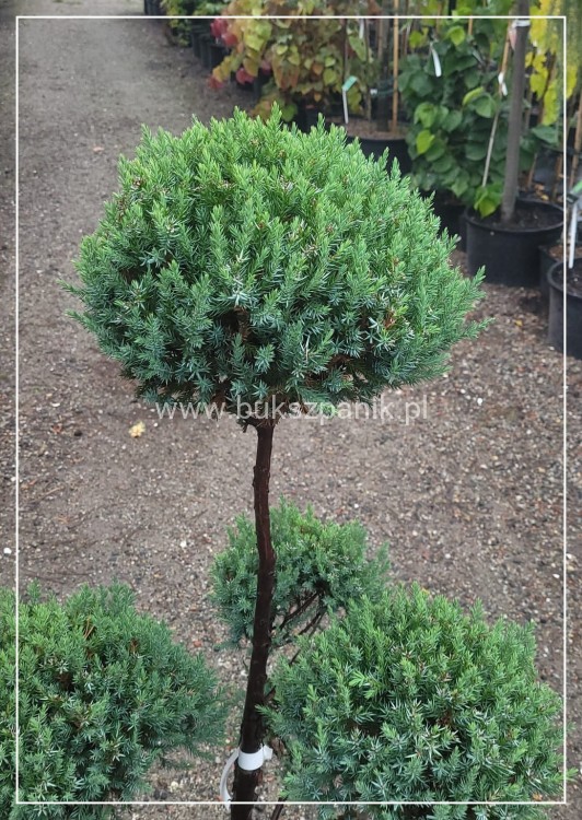 Jałowiec Chiński 'Stricta' BONSAI
