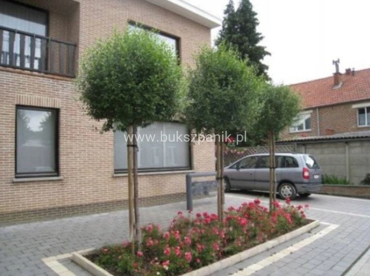 Wiśnia osobliwa Umbraculifera - Prunus eminens PA220cm, ob12-14cm ,