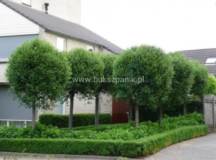 Wiśnia osobliwa Umbraculifera - Prunus eminens PA220cm, ob12-14cm ,
