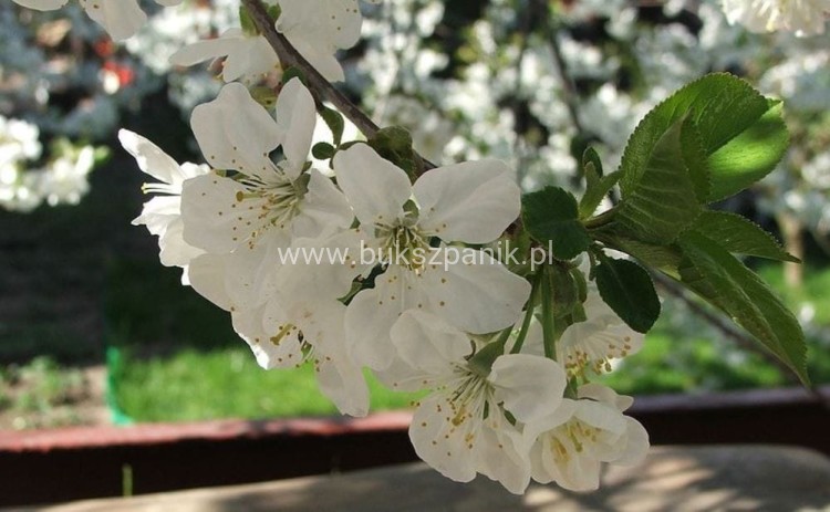 Wiśnia osobliwa Umbraculifera - Prunus eminens PA220cm, ob12-14cm ,