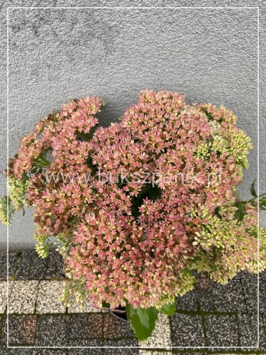 Rozchodnik karpacki 'Herbstfreude' Sedum telephium