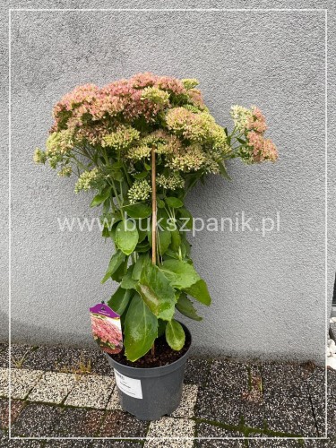 Rozchodnik karpacki 'Herbstfreude' Sedum telephium