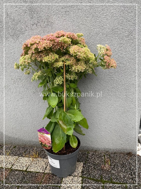 Rozchodnik karpacki 'Herbstfreude' Sedum telephium