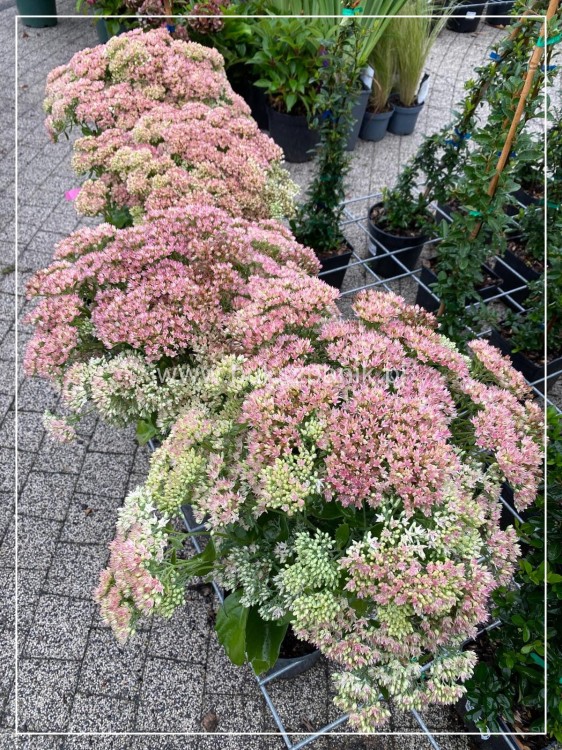 Rozchodnik karpacki 'Herbstfreude' Sedum telephium