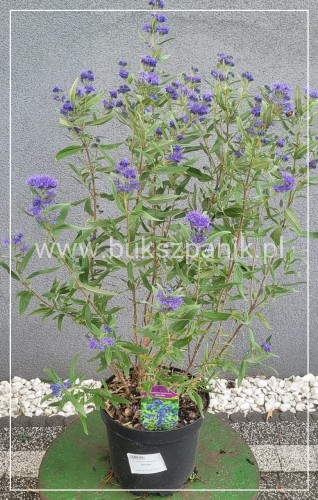 Barbula klandońska BLUE EMPIRE C5l