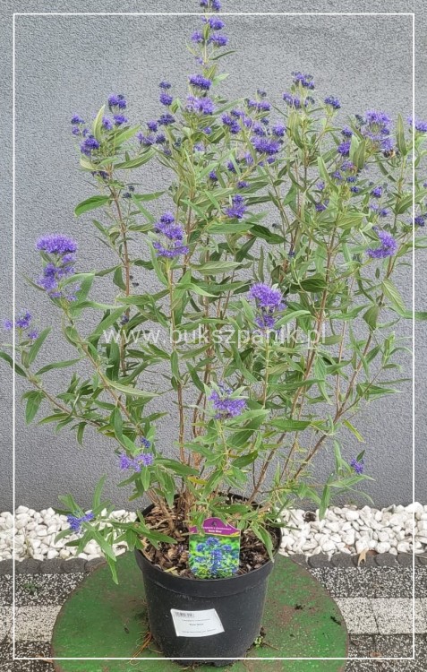 Barbula klandońska BLUE EMPIRE C5l