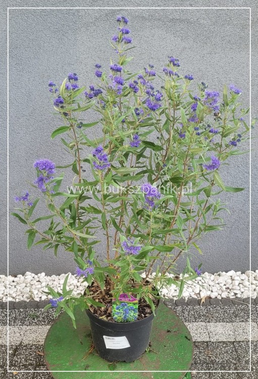 Barbula klandońska BLUE EMPIRE C5l