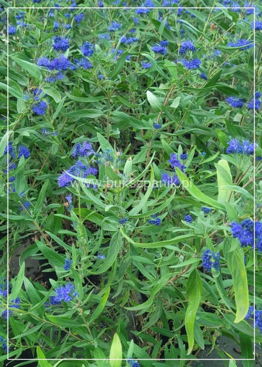 Barbula klandońska BLUE EMPIRE C5l