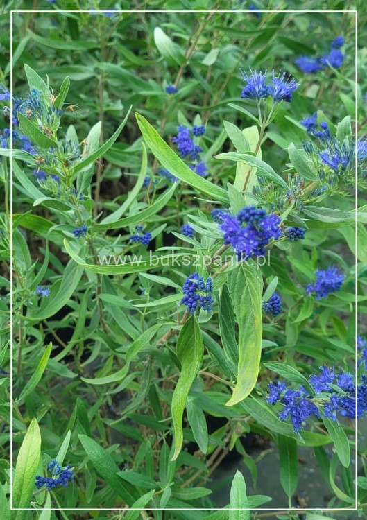 Barbula klandońska BLUE EMPIRE C5l