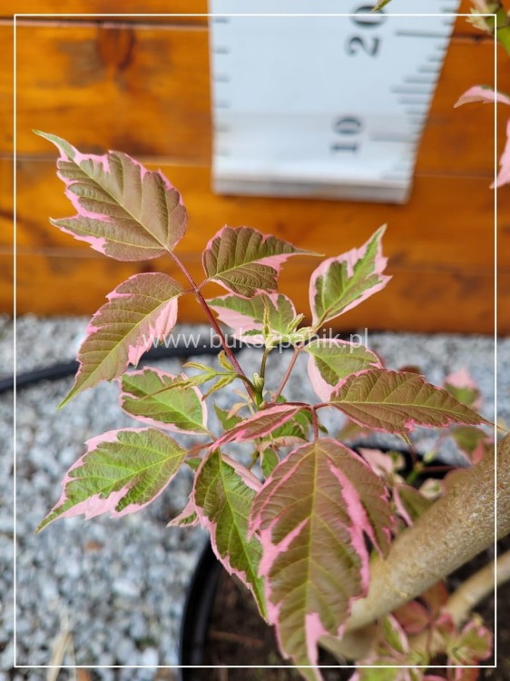 Klon jesionolistny FLAMINGO Acer negundo Ob.9cm