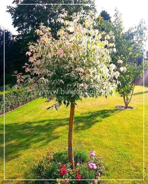Klon jesionolistny 'Flamingo' Acer negundo- PA 110-120cm