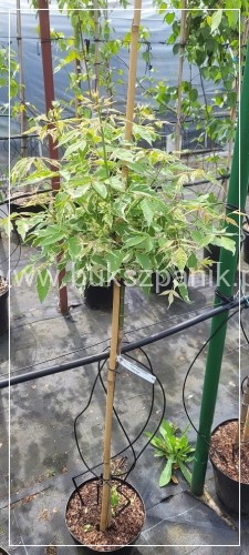 Klon jesionolistny 'Flamingo' Acer negundo- PA 110-120cm
