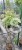 Klon jesionolistny 'Flamingo' Acer negundo- PA 110-120cm