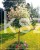 Klon jesionolistny 'Flamingo' Acer negundo- PA160-200 ob. 6-8cm