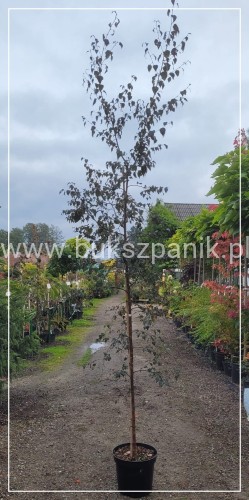 Brzoza brodawkowata ROYAL FROST - betula Pendula