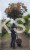 Klon pospolity GLOBOSUM- Acer platanoides